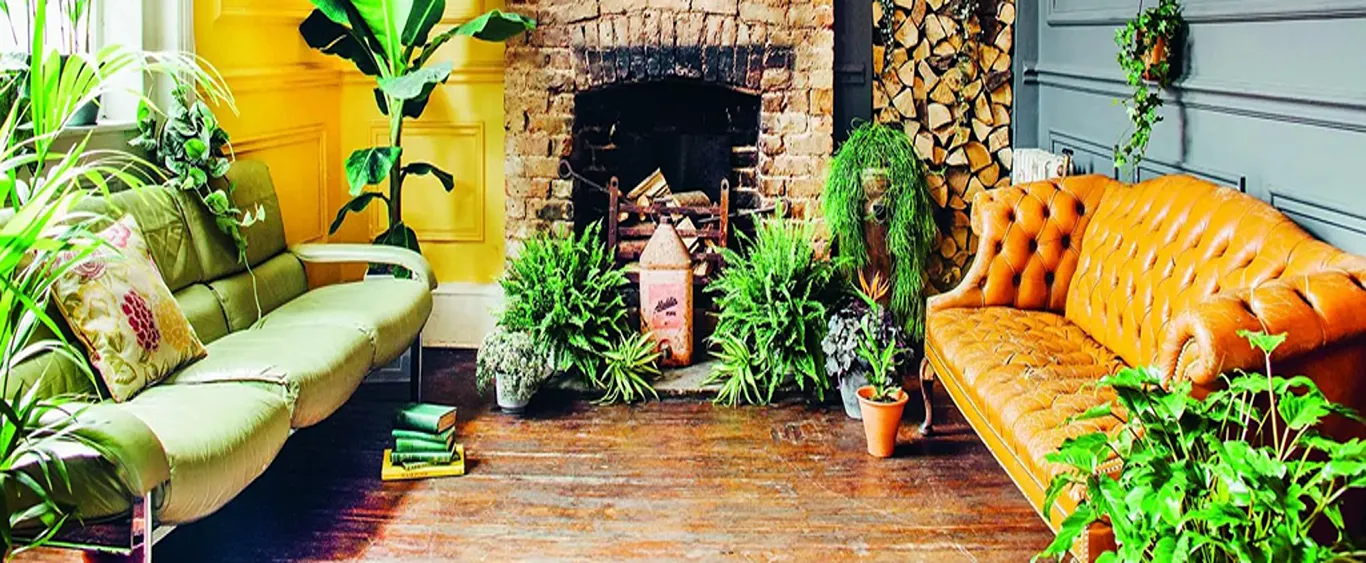 Best Indoor Plants