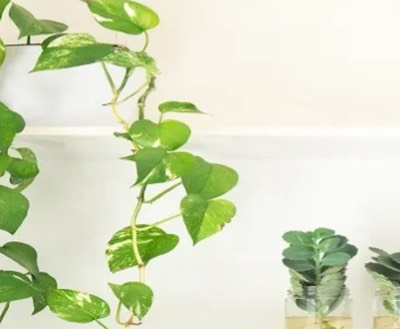 4 Perfect Vaastu Plants For Home