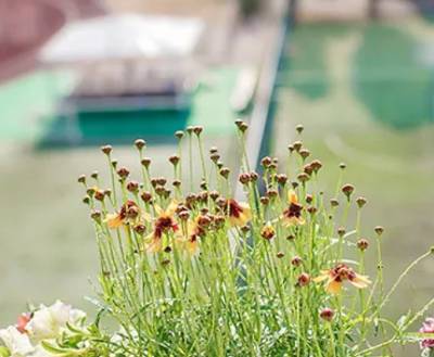 How to Transform your Balcony into a Garden