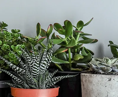 Indoor Plants